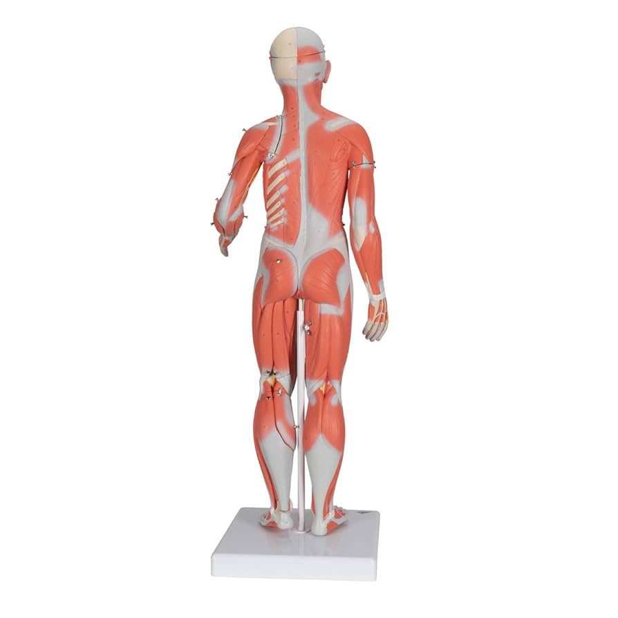 人体模型 AnatomyTools Female1:3Flesh/Anatomy v3A 人体模型 AnatomyTools Female1:3Flesh/Anatomy v3A AnatomyTools